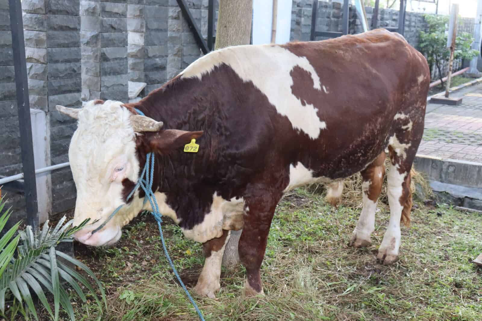 RAJUT KEBERSAMAAN DAN PERERAT KEPEDULIAN TERHADAP SESAMA, BNNP JAWA BARAT SEMBELIH HEWAN QURBAN RAJUT KEBERSAMAAN DAN PERERAT KEPEDULIAN TERHADAP SESAMA, BNNP JAWA BARAT SEMBELIH HEWAN QURBAN