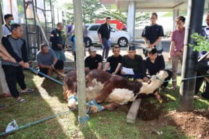 RAJUT KEBERSAMAAN DAN PERERAT KEPEDULIAN TERHADAP SESAMA, BNNP JAWA BARAT SEMBELIH HEWAN QURBAN