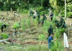 KEPALA BNN RI PIMPIN PEMUSNAHAN LAHAN GANJA DI ACEH UTARA