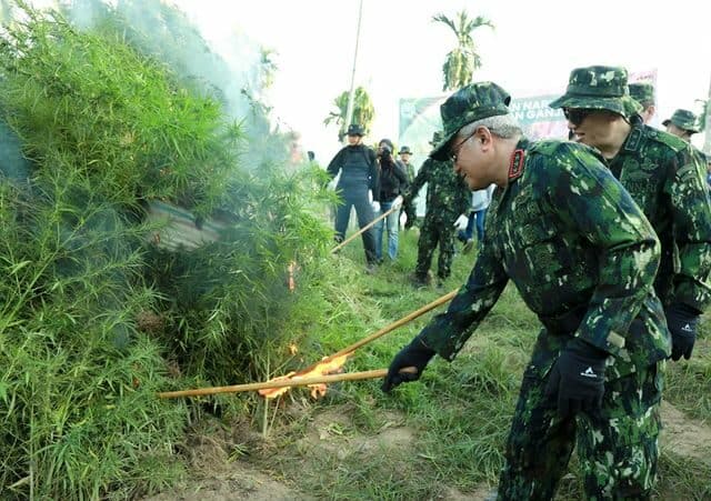 KEPALA BNN RI PIMPIN PEMUSNAHAN LAHAN GANJA DI ACEH UTARA